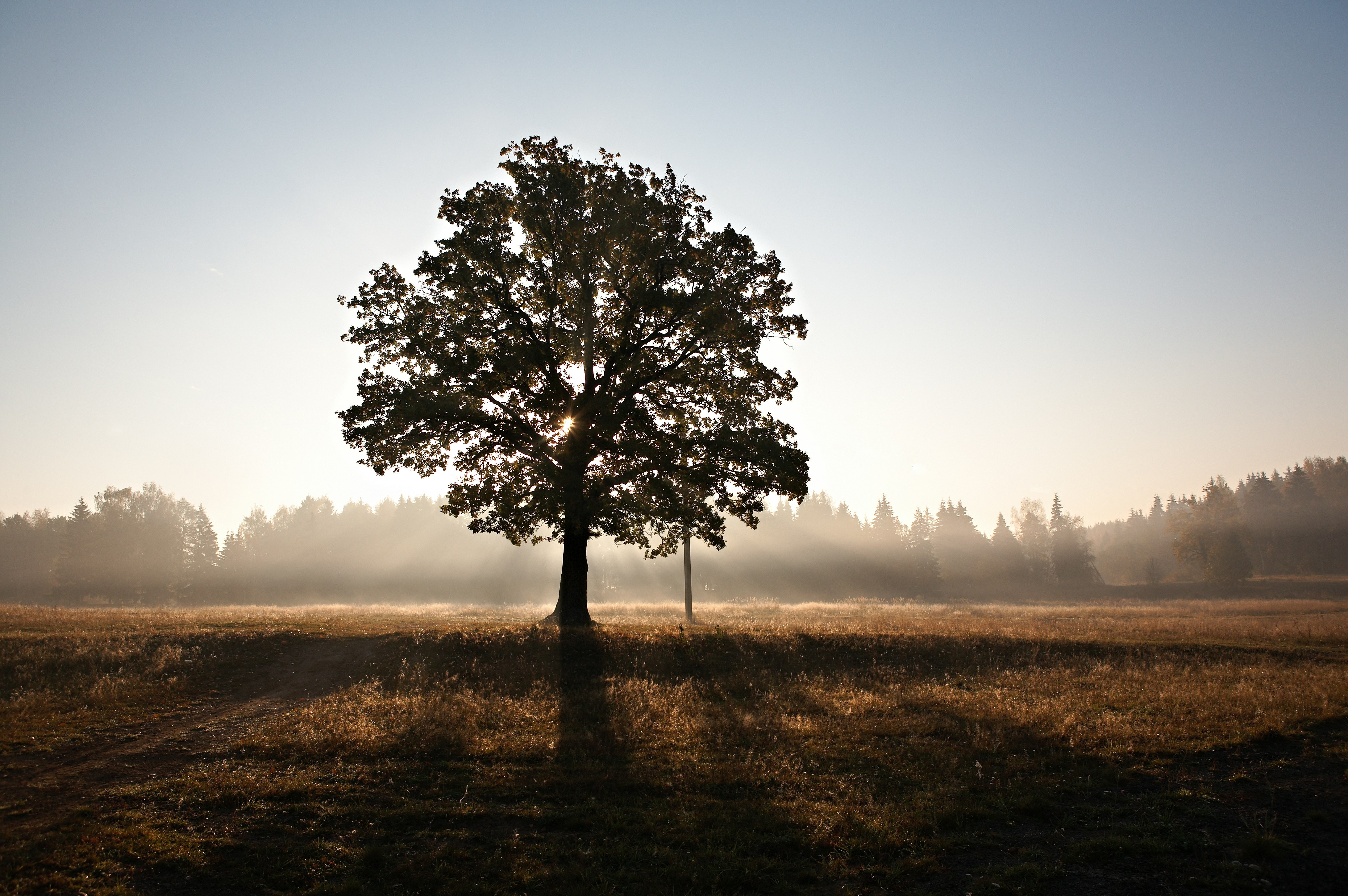 green leafed tree during sunset